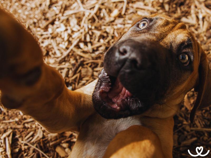 Plemeno-boerboel-bursky-buldok (11)